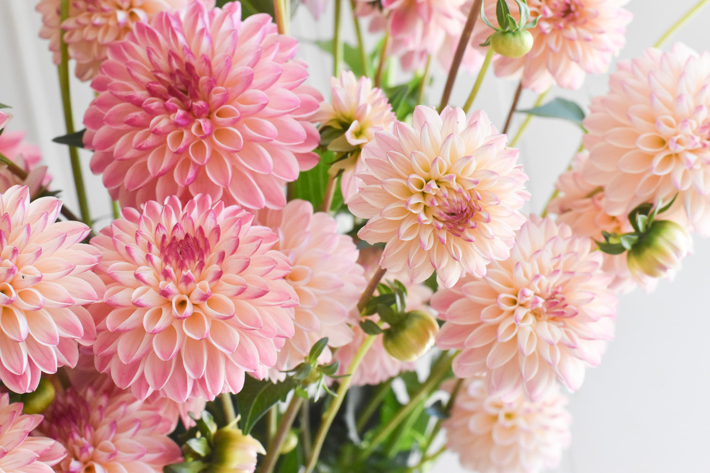 Dahlia Valley Porcupine