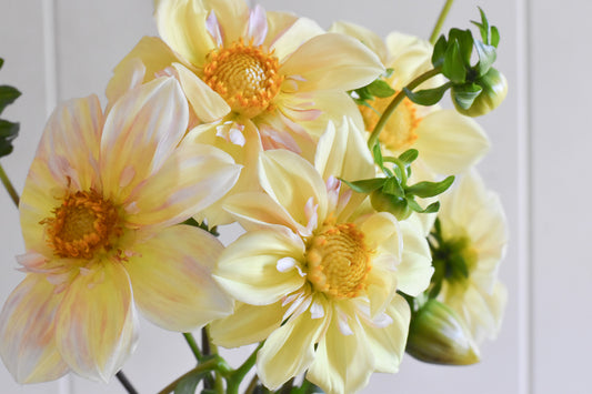 Dahlia Appleblossom