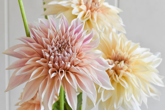 Dahlia Cafe au Lait