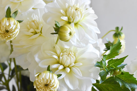 Dahlia Bride to Be