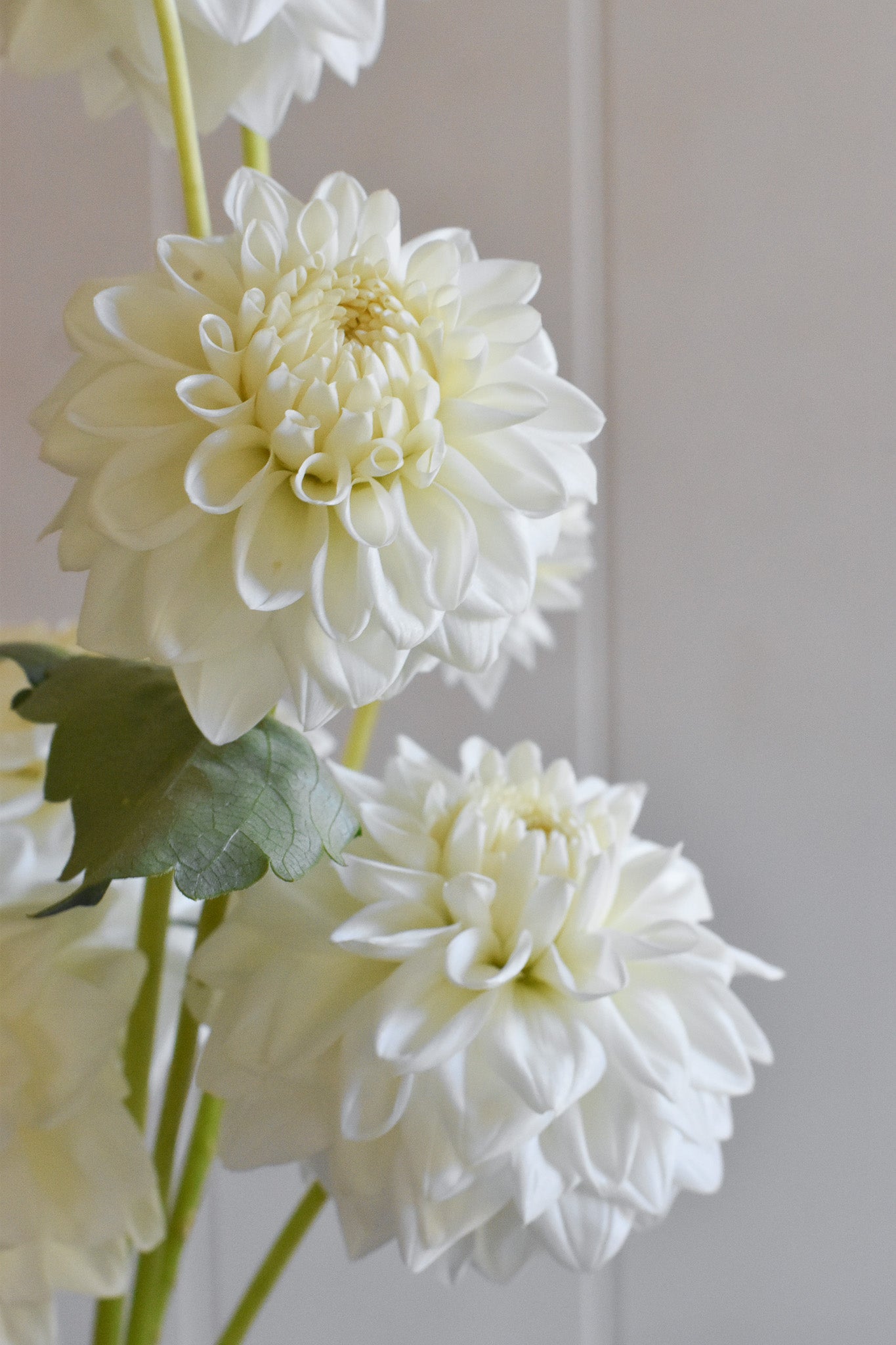 Dahlia Blizzard