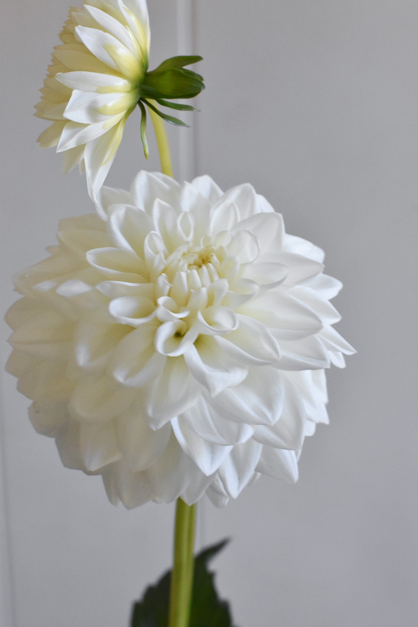 Dahlia Blizzard