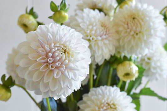 Dahlia Robann Pristine