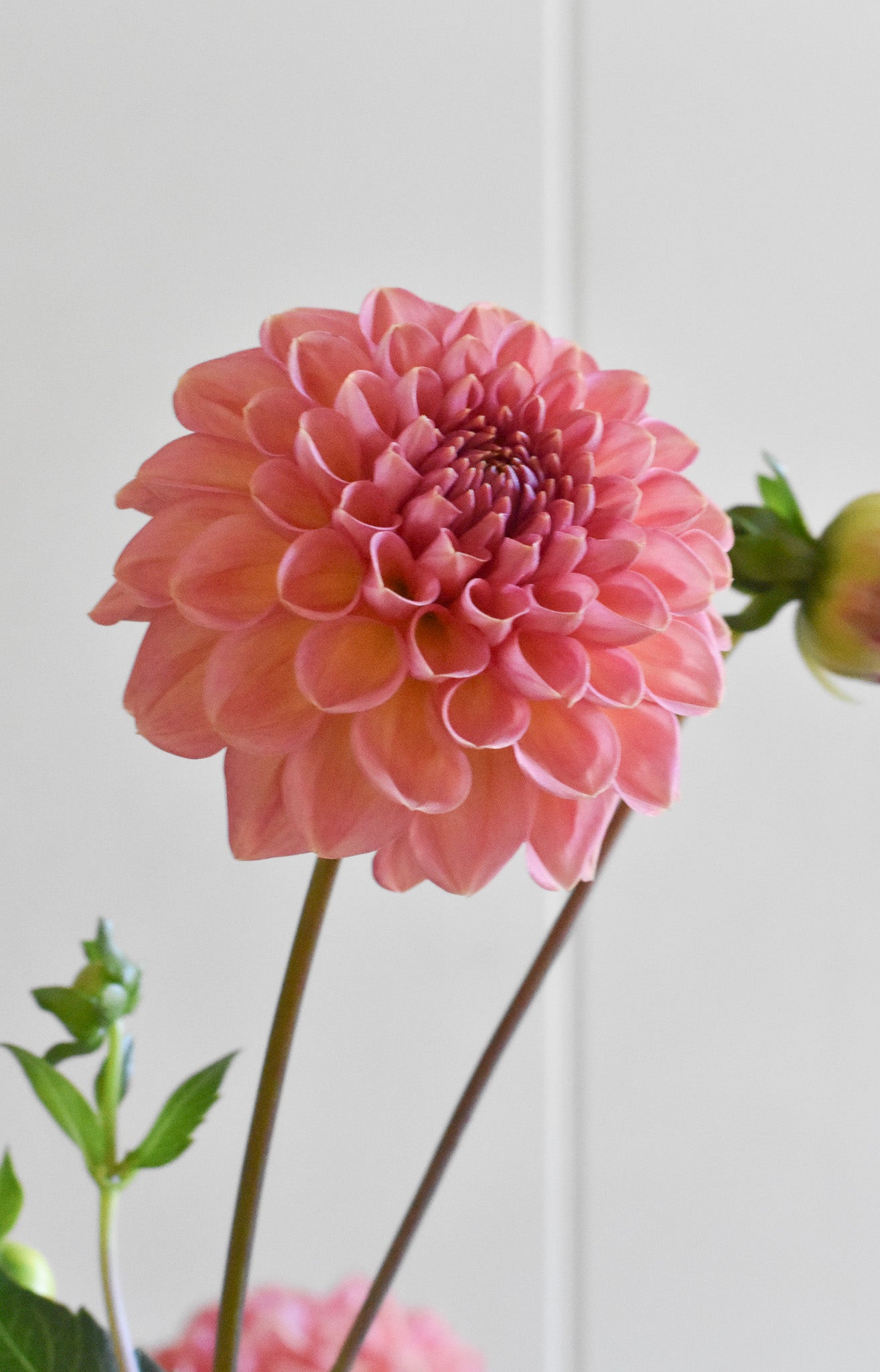 Dahlia Lark's Ebbe