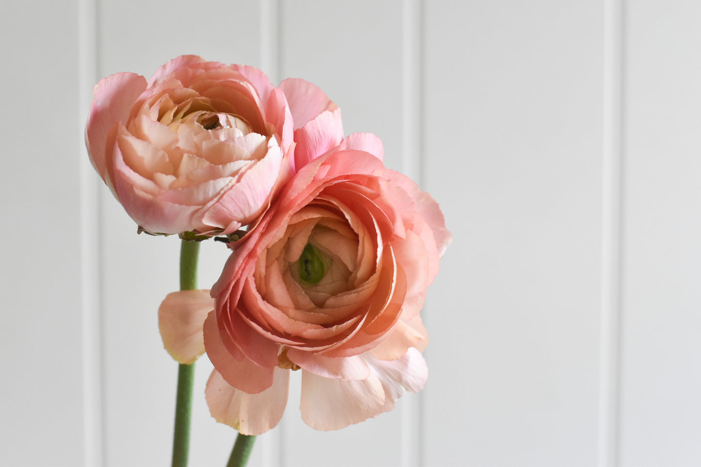 Ranunculus Cloni Success Grand Pastel