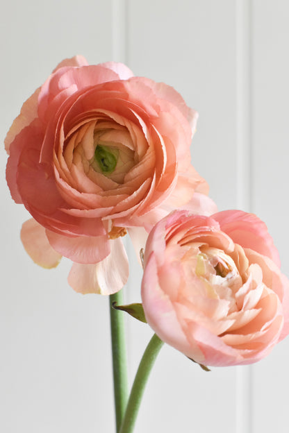 Ranunculus Cloni Success Grand Pastel