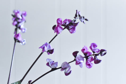 Purple Hyacinth Bean Flower