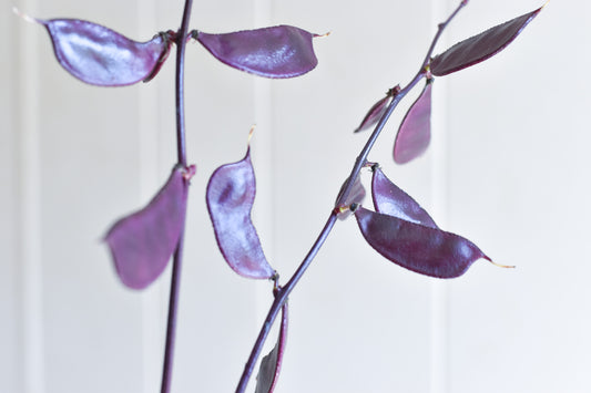 Purple Hyacinth Bean Pod